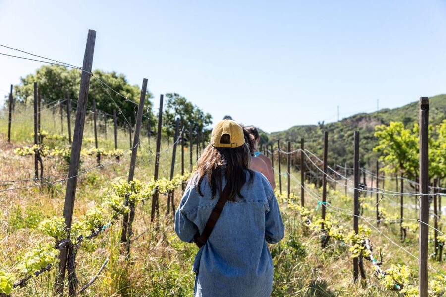 Malibu: Guided Vineyard Hike with Photo Stops and Wine - Starting at 32111 Mulholland Highway