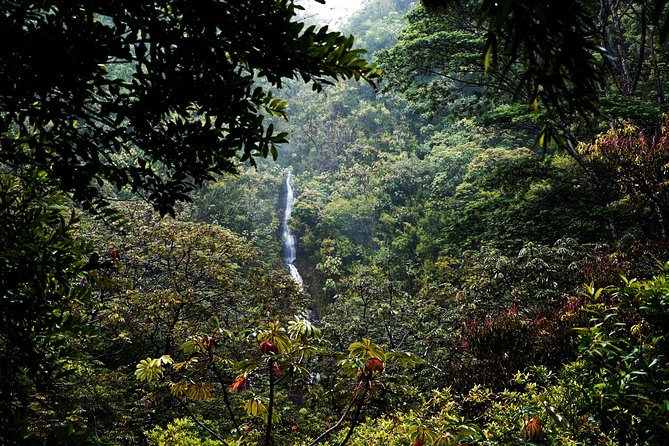Manoa Waterfall Hike with Waikiki Pickup & Healthy Lunch - Tantalus Lookout turns lunch into a second highlight