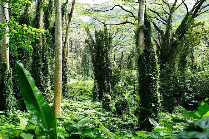 Manoa Waterfall Hike with Waikiki Pickup & Healthy Lunch - Timing, group size, and practical details
