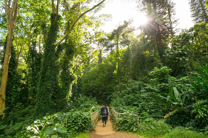 Manoa Waterfall Hike with Waikiki Pickup & Healthy Lunch - Walking under bamboo and giant ferns