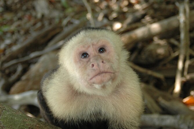Manuel Antonio National Park Hiking Tour from Jacó - Comfortable transport from Jacó at 6:30 a.m.