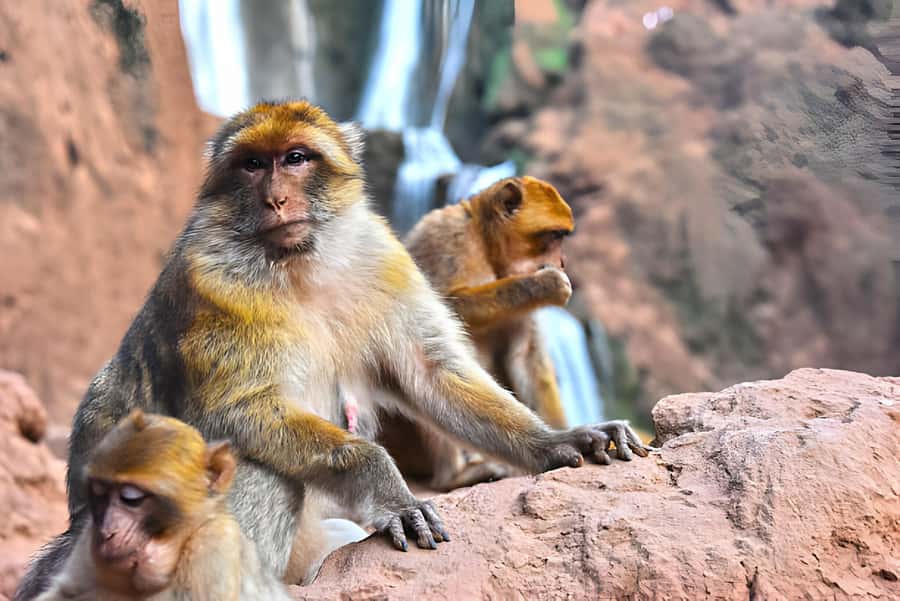 Marrakesh: Ouzoud Waterfalls Trip with Hike & Boat Option - The Best Parts of the Day at a Glance