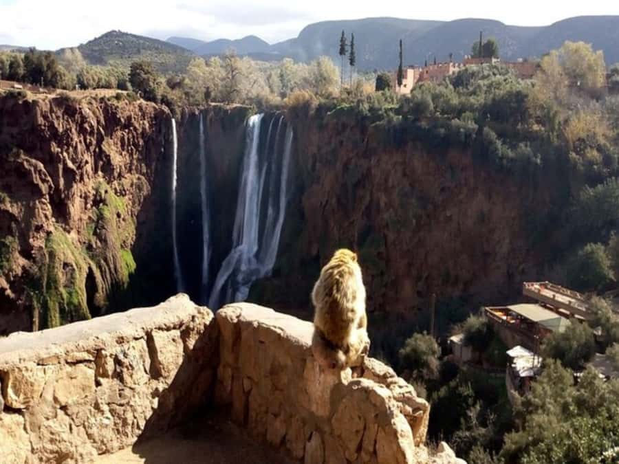 Marrakesh: Ouzoud Waterfalls Trip with Hike & Boat Option - Olive Trees, Viewpoints, and the Monkey Stop