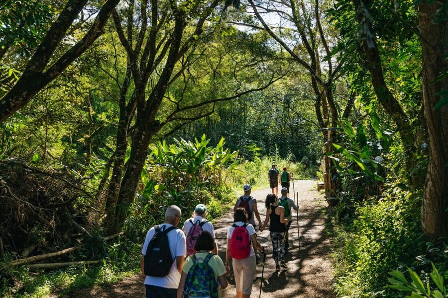 Maui: Rainforest Waterfalls Guided Hike with Picnic Lunch - Who should book this waterfall hike?