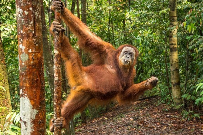 Monkey Business 3 days - 2 nights Jungle trekking (including rafting) - What the 3-day jungle program is really like