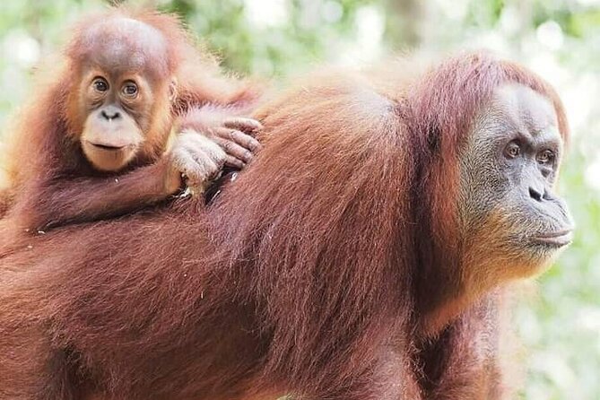 Monkey Business 3 days - 2 nights Jungle trekking (including rafting) - Food, equipment, and what to pack