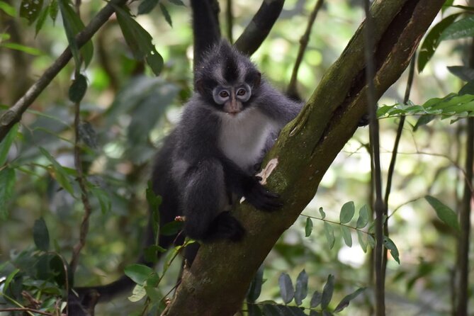 Monkey Business 3 days - 2 nights Jungle trekking (including rafting) - Getting there from Medan and handling the schedule