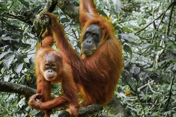 Monkey Business 3 days - 2 nights Jungle trekking (including rafting) - The jungle camp: memorable, basic, and open to the forest