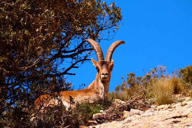 Montserrat Monastery with Easy Hike & Sitges Tour from Barcelona - What the $98.94 price covers