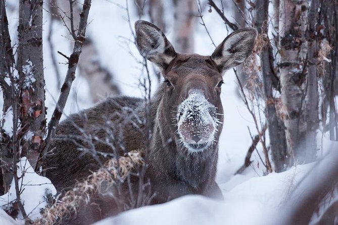 Morning hike in Abisko National Park - Starting the morning in Abisko National Park