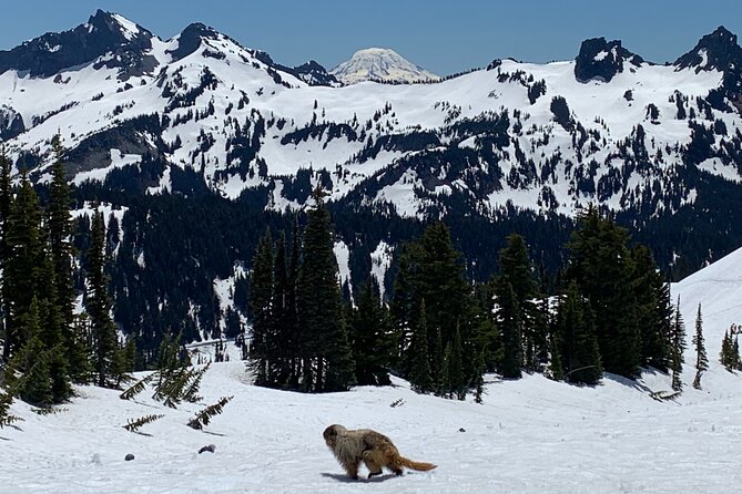 Mt. Rainier highlights - old forest, falls and glaciers - Why this Mount Rainier tour works well from Seattle