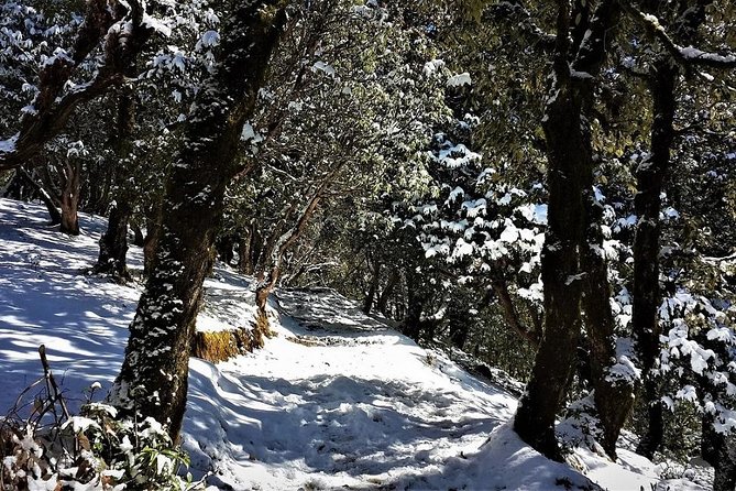 Nag Tibba 2 Days Trek (Pantwari to Pantwari) - Is the $24 price good value?