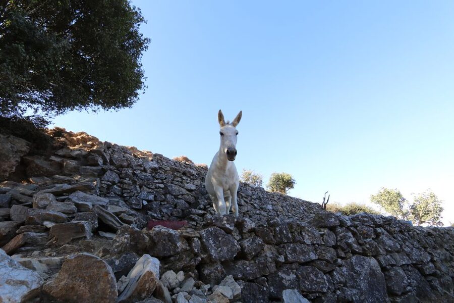 Naxos: Hike to the Top of Mount Zas with a Guide - The descent and the Naxian picnic