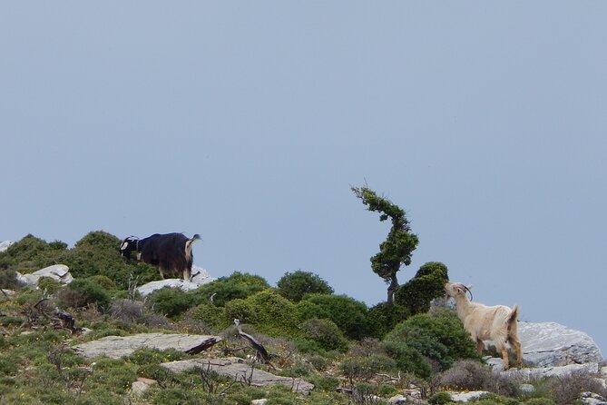 Naxos: Hike to the Top of the Cyclades - Mount Zas - Reaching the top and taking in the Aegean