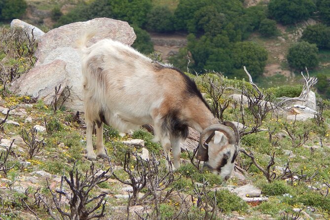 Naxos: Hike to the Top of the Cyclades - Mount Zas - What the $102.58 price includes