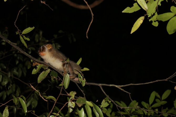 Night Hike to see Elusive & Rare Loris in Sigiriya - Walking through Pidurangala after dark