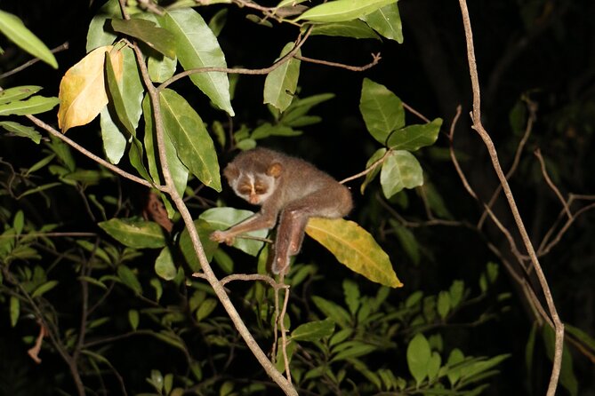 Night Hike to see Elusive & Rare Loris in Sigiriya - Headlamps, clothing, and comfort