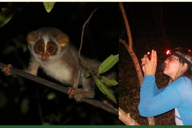 Night Hike to see Elusive & Rare Loris in Sigiriya - Other animals you may spot