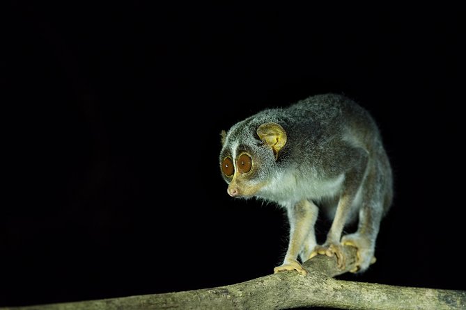 Night Hike to see Elusive & Rare Loris in Sigiriya - Is $64 good value for two people?