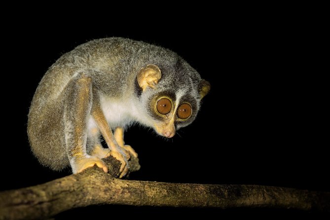 Night Hike to see Elusive & Rare Loris in Sigiriya - Why the loris is worth a nighttime outing