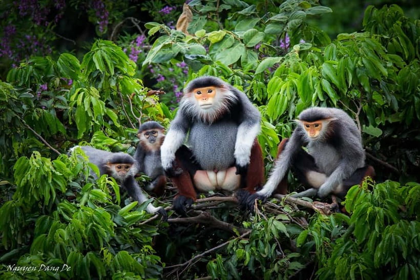 Ninh Binh: Cuc Phuong Jungle Hike & Wildlife Day Trip - Botanical gardens and the park visitor center