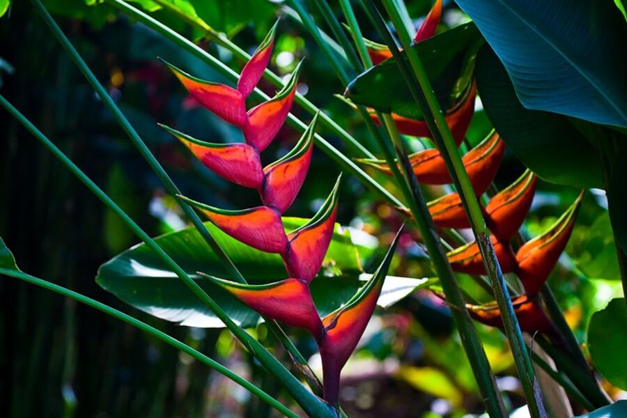 Oahu: Manoa Falls Waterfall Hike with Lunch and Transfers - Lunch at Tantalus Lookout