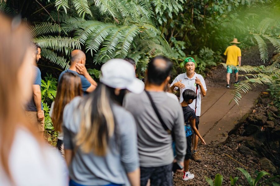 Oahu: Manoa Falls Waterfall Hike with Lunch and Transfers - Guides who add more than directions