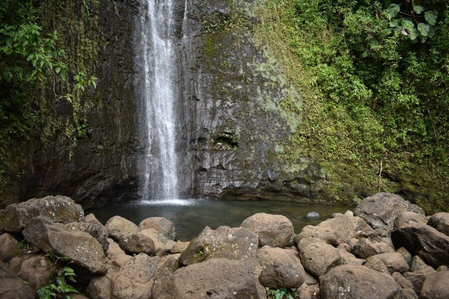 Oahu: Manoa Falls Waterfall Hike with Lunch and Transfers - What $119 gets you