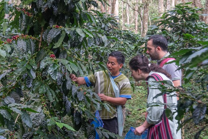 Off the Map Chiang Mai Jungle Coffee Trek Roast and Brew - Roasting your own green beans