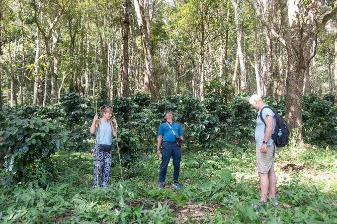Off the Map Chiang Mai Jungle Coffee Trek Roast and Brew - What the $123.87 price really covers