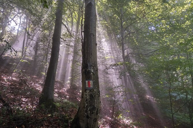 Piatra Craiului National Park Private Hiking Tour from Brasov - Bran Castle on the way back
