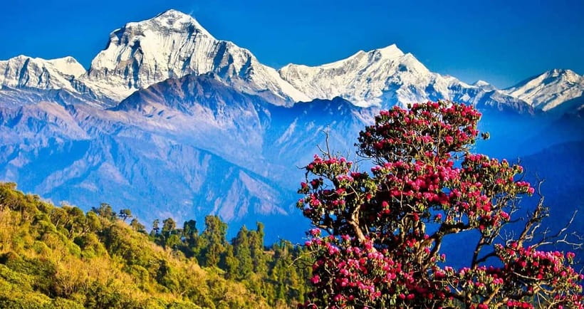 Pokhara: 4-Day Ghorepani, Poonhill & Ghandruk Mountain Trek - Rhododendron forests on the way to Ghorepani