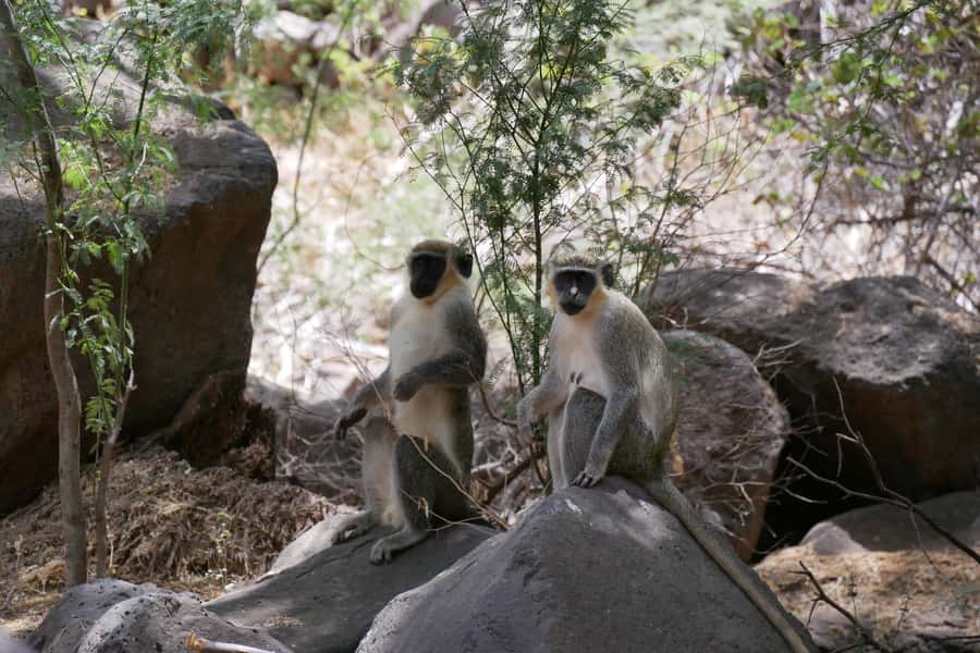 Praia: Baobab Mysterious Tree, Green Valley & Old City Hike - Why this four-hour outing works so well from Praia