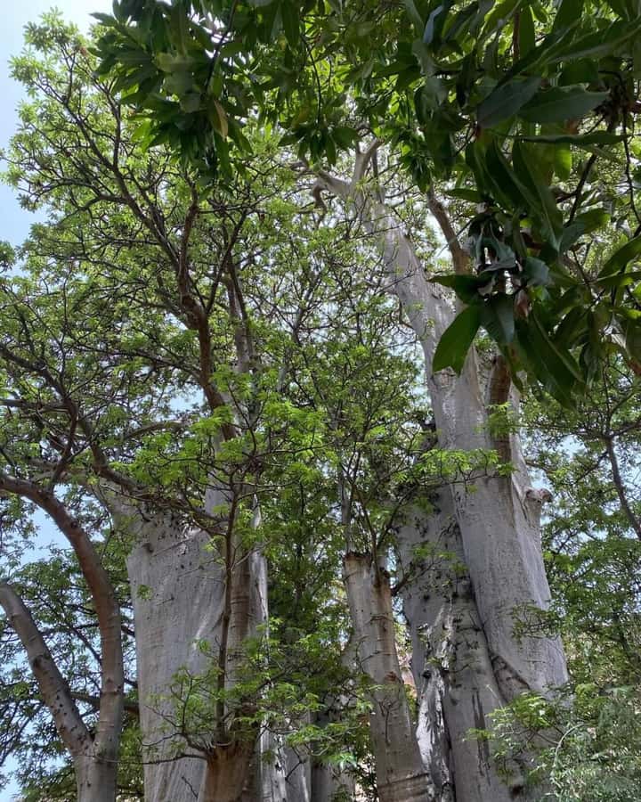 Praia: Baobab Mysterious Tree, Green Valley & Old City Hike - Green Valley and the farms of Santiago