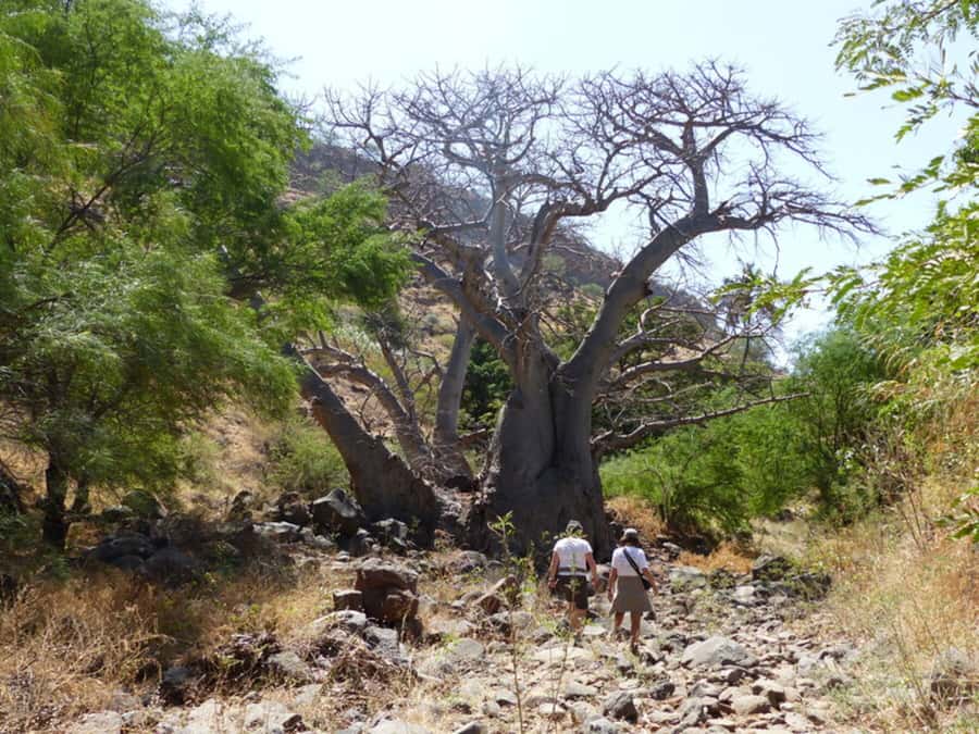 Praia: Baobab Mysterious Tree, Green Valley & Old City Hike - Transportation, group size, and the $53 price