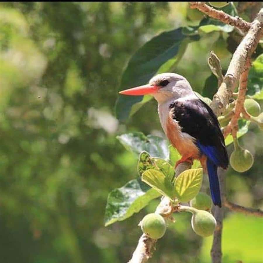 Praia: Baobab Mysterious Tree, Green Valley & Old City Hike - Who should book this Santiago hike?