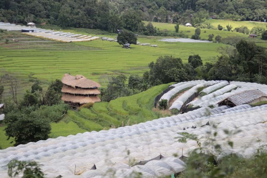 Private Doi Inthanon With Trekking Pha Dok Siew Nature Trail - Pha Dok Siew Nature Trail with a local guide
