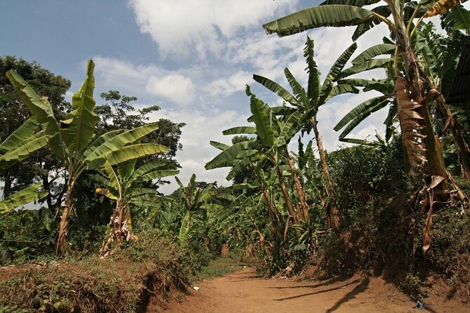 Private Full Day Hiking Experience to Marangu Route - Key Points at a Glance
