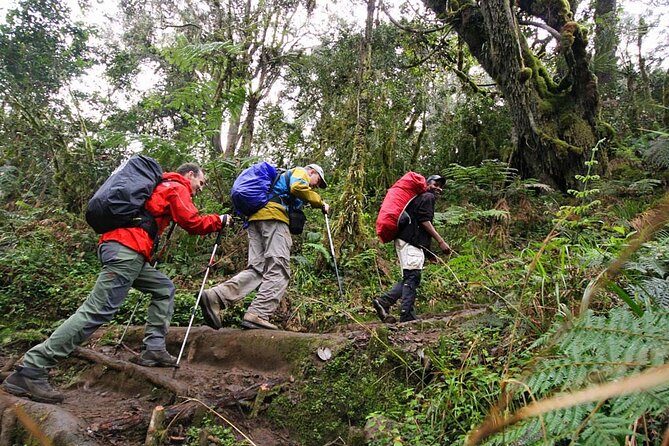 Private Full Day Hiking Experience to Marangu Route - Is $260 a Fair Price?