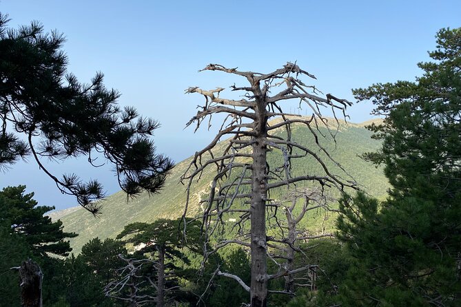Private Hiking Tour in Çika Mountain - Climbing through pine trees toward Çika Peak