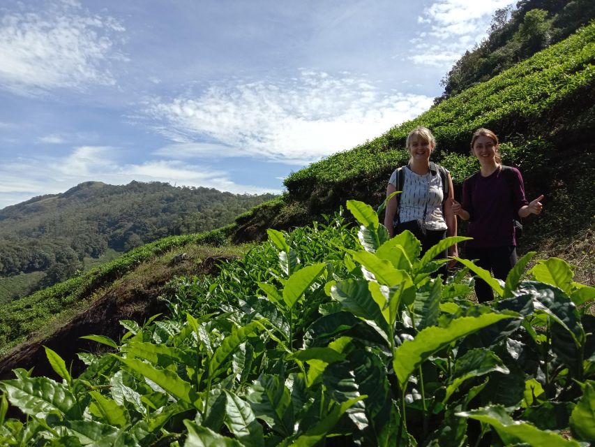 Private Munnar Tea Trek - Key points to know before you go