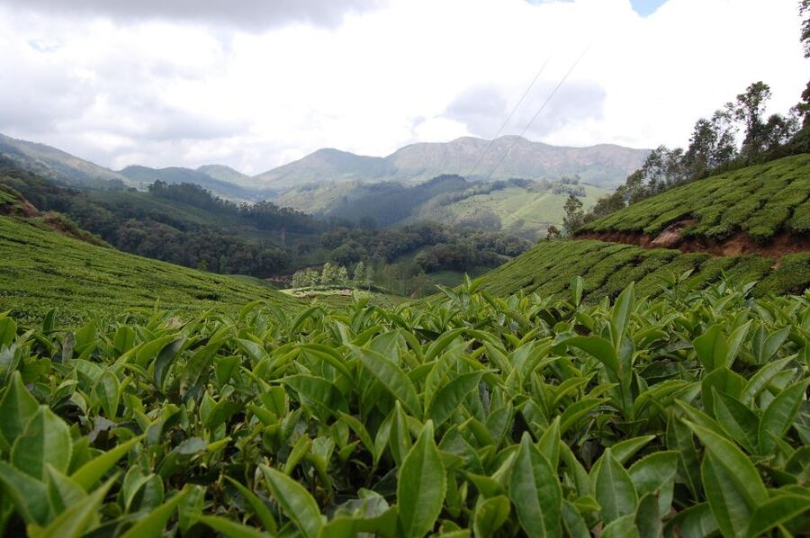 Private Munnar Tea Trek - What the $14 price includes