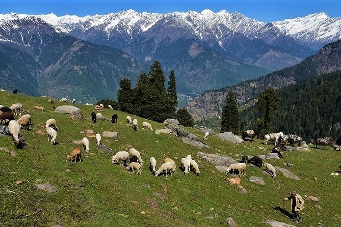 Private One Day Hiking Trip in Manali, Scenic Mountain Trail in Manali - Getting back to Manali after the walk
