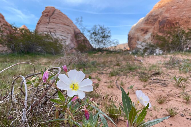 Private Valley of Fire Hiking and Sightseeing Adventure - Snacks, water, and desert comfort