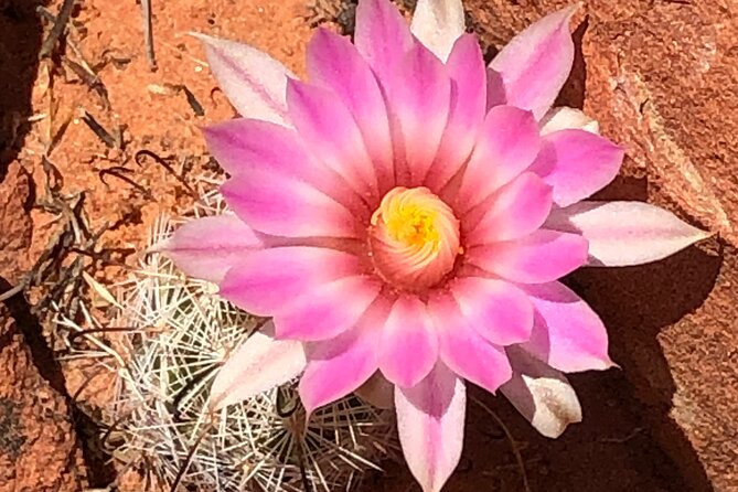 Private Valley of Fire Hiking and Sightseeing Adventure - Price and the value of going private