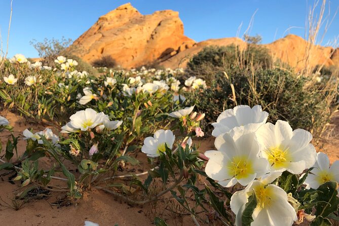 Private Valley of Fire Hiking and Sightseeing Adventure - Pickup from Las Vegas and the drive to the park