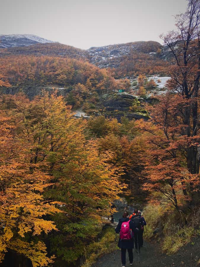 Puerto Natales: Base of the Towers Trekking Experience - El Chileno and the forest section