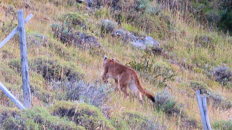 Puerto Natales: Base Torres Small Group Trekking - What the guides add to the experience