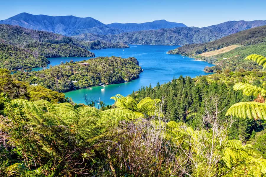 Queen Charlotte Track: Cruise & Self-Guided Hike from Picton - The cruise to Ship Cove and Furneaux Lodge