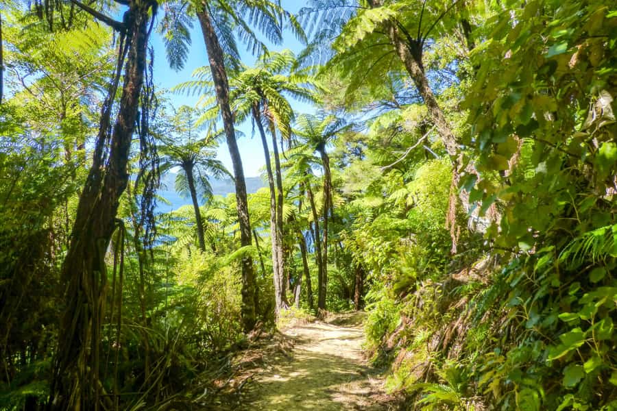 Queen Charlotte Track: Cruise & Self-Guided Hike from Picton - What the walking is really like